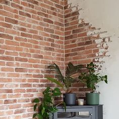 there is a shelf with plants on it next to a brick wall