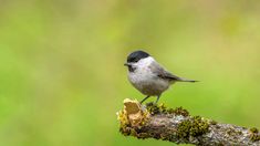 a small bird sitting on top of a tree branch with moss growing all around it