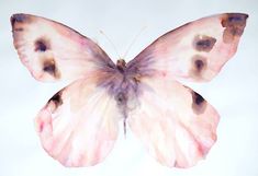 a watercolor painting of a pink butterfly on a white background with black dots and spots