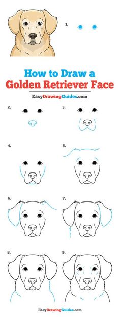 how to draw a golden retriever's face in 3 easy steps step by step instructions