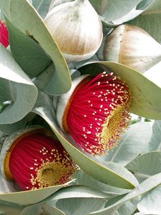 two red flowers with green leaves in the foreground and another flower on the background