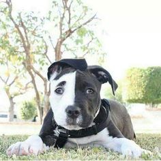 a black and white dog laying in the grass with his head turned to the side