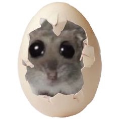 an egg with a photo of a mouse in it