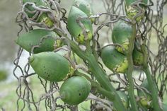 the plant has many green fruits growing on it