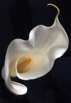 a white flower with yellow stamen in the center