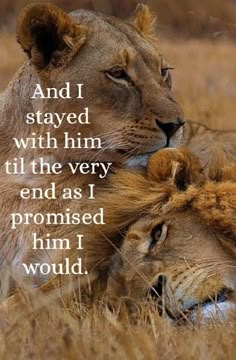 two lions laying down in the grass with a quote written on it that reads and i stated with him till the very end as i