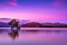 a lone tree in the middle of a lake with mountains in the background at sunset