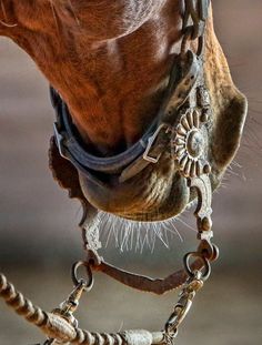 a close up of a horse's head and bridle with the words western horsereview on it