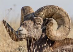 a ram with large horns standing in tall grass