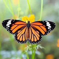 a large orange butterfly sitting on top of a yellow flower