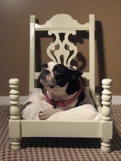 a black and white dog sitting on top of a bed