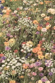 a field full of different colored flowers