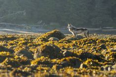 a lone wolf standing on top of a rocky field covered in yellow mossy grass