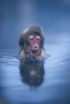 a monkey swimming in the water with its eyes closed