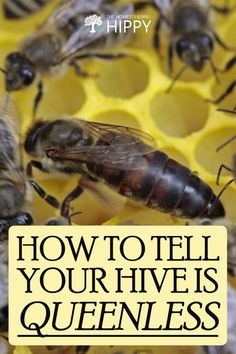 bees and honeycombs with the words how to tell your hive is queenless