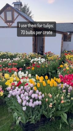 colorful tulips are growing in the garden with text that reads, i use them for tulips 70 bulbs per crate