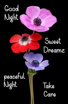 three flowers with the words good night sweet dream peaceful night take care