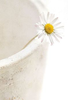 a single white flower sitting in the middle of a planter