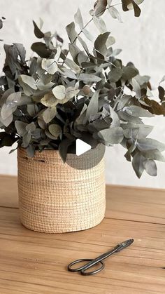 a potted plant sitting on top of a wooden table next to a pair of scissors