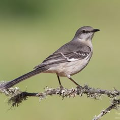 a small bird perched on top of a tree branch