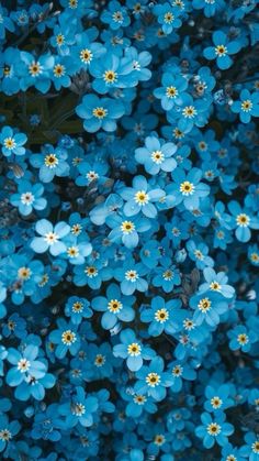 many blue flowers with yellow centers in the center and one flower on the bottom right corner