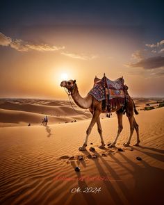 a camel walking in the desert at sunset