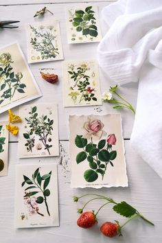 several different types of flowers and leaves on paper