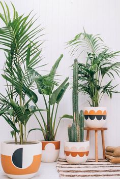 three potted plants sitting next to each other on top of a white countertop