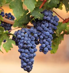 the grapes are ready to be picked from the vine