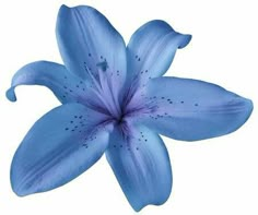 a blue flower on a white background