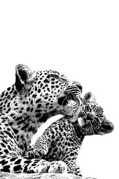 two cheetah cubs playing with each other in black and white