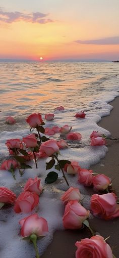 some pink roses are laying on the beach