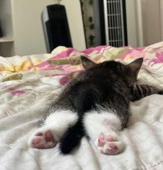 a black and white cat laying on top of a bed