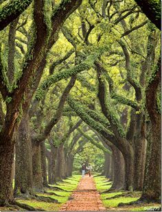 a road lined with trees in the middle of a park