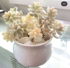 a small potted plant sitting on top of a glass table