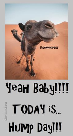 a camel with the words yeah baby it today is hump day