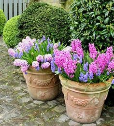 three flower pots with purple flowers in them