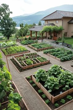 Dream Vegetable Garden Design, Fruit Garden Ideas, Vegetable Garden Landscape, Dream Backyard Garden, Garden Layouts, Backyard Garden Layout, Peace And Tranquility, Tiered Garden