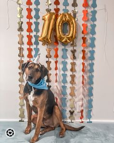 a dog sitting in front of a balloon with the number ten on it