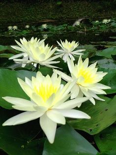 some white and yellow water lilies in a pond