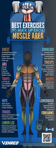 an info poster showing the muscles and their functions in bodybuilding, including arm muscles