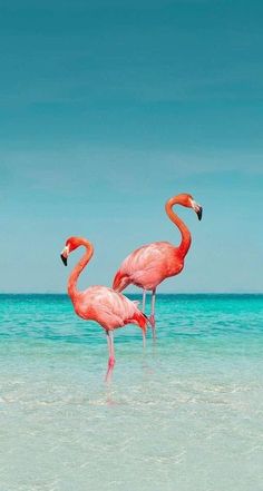 two pink flamingos standing in the ocean water