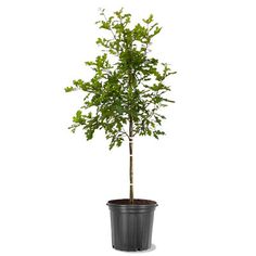 a small tree in a black pot on a white background