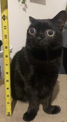 a black cat sitting next to a ruler