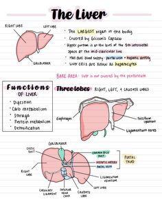 the liver diagram with labels on it and description of its functions in each organ section