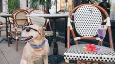 a dog wearing sunglasses sitting in front of a table with some wine glasses on it