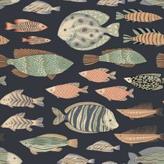 a bunch of fish that are on a black background and one is orange, the other is blue