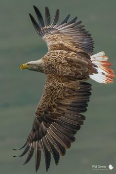 an eagle flying over the water with it's wings spread