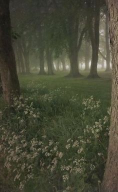 trees and grass in the foggy woods with white flowers on the ground below them