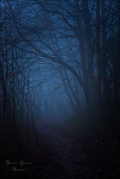 a path in the woods at night with no leaves on it and foggy skies